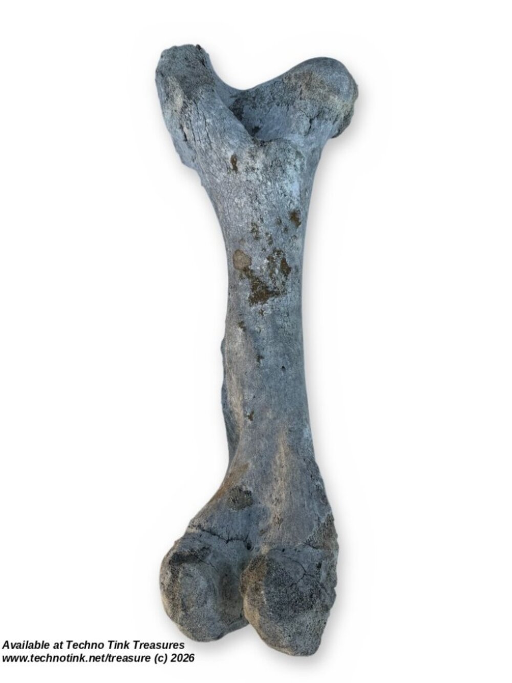 Cow Femur, Adult (Bos Taurus) Large 18" weathered